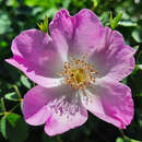 Rosa canina - Hundsrose