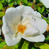 Rose 'White Knock Out' - Kleinstrauchrose, weiß