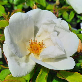 Rose 'White Knock Out'