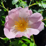 Rosa jundzillii - Behaarte Feldrose
