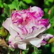 Rose 'Leda': Bild 4/4