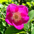Rosa pendulina: Bild 1/6