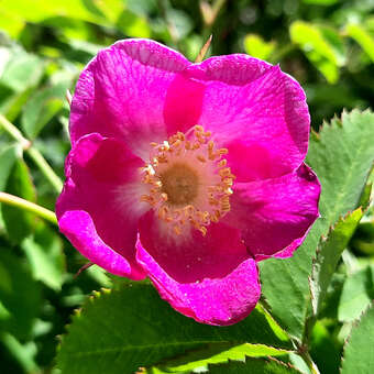 Rosa pendulina