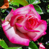 Rose 'Harlekin' - Moderne Kletterrose