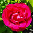 Rose 'Mme Ferdinand Jamin': Bild 4/5