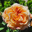 Rose 'Alchymist': Bild 1/6