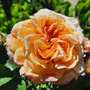 Rose 'Alchymist' - Historische Kletterrose