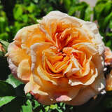 Rose 'Alchymist' - Historische Kletterrose