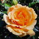 Rose 'Amber Queen' - Englische Beetrose
