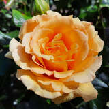Rose 'Amber Queen' - Englische Beetrose
