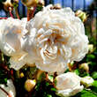 Rose 'Madeleine Seltzer': Bild 1/3