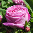 Rose 'Yolande d'Aragon': Bild 4/6