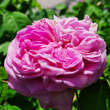 Rose 'Yolande d'Aragon': Bild 3/6