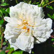 Rose 'Alberic Barbier': Bild 1/8