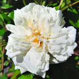 Rose 'Alberic Barbier' (wichuriana) - Ramblerrose