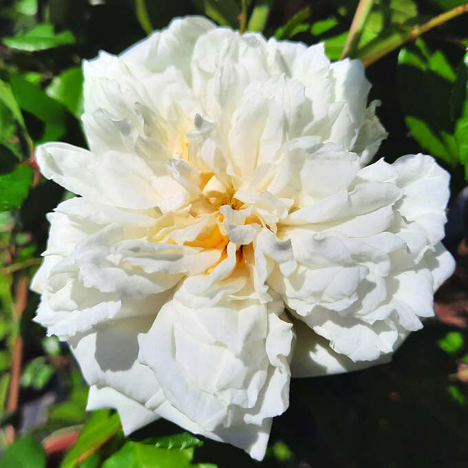 Barbier Rambling Roses Ramblerrose - Rose 'Alberic Barbier' - weiß