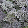 Actaea simplex 'Pink Spike': Bild 3/5