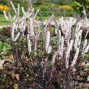 Actaea simplex 'Pink Spike' - Silberkerze