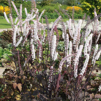 Actaea simplex 'Pink Spike'