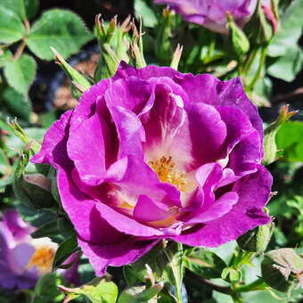 Rose 'Blue for You'