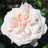 Rose 'Penny Lane' - Englische Kletterrose