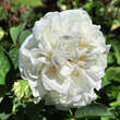 Rose 'Alba Maxima': Bild 5/8