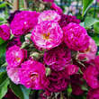 Rose 'Bleu Magenta': Bild 3/4