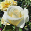Rose 'Elegance': Bild 6/8