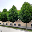 Carpinus betulus 'Fastigiata': Bild 3/12