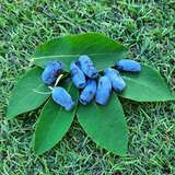Lonicera caerulea kamtschatica 'Balalaika' - Lenzbeere, Blaue Heckenkirsche