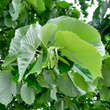 Tilia tomentosa: Bild 2/5
