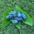 Lonicera caerulea kamtschatica 'Eisbär': Bild 1/2