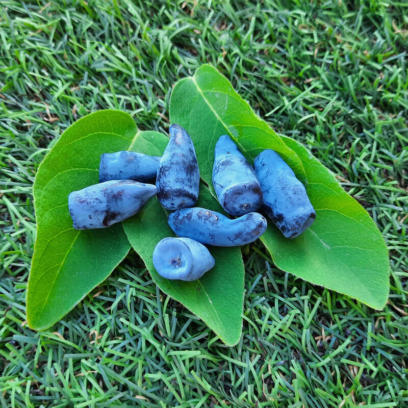Lenzbeere, Blaue Heckenkirsche - Lonicera caerulea kamtschatica 'Eisbr' -  gelb