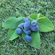 Lonicera caerulea kamtschatica 'Blue Velvet': Bild 1/2