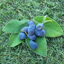 Lonicera caerulea kamtschatica 'Blue Velvet' - Lenzbeere, Blaue Heckenkirsche