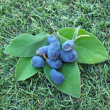 Lonicera caerulea kamtschatica 'Blue Velvet' - Lenzbeere, Blaue Heckenkirsche