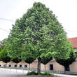 Tilia tomentosa: Bild 4/5