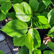 Cudrania tricuspidata 'Adam': Bild 1/2