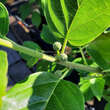 Cudrania tricuspidata 'Norris': Bild 2/2
