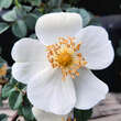 Rosa pimpinellifolia: Bild 5/8
