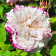 Rose 'Leda': Bild 1/4