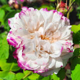 Rose 'Leda' - Historische Strauchrose