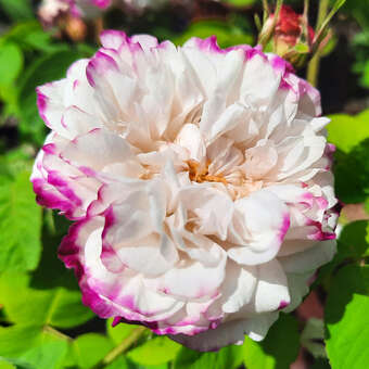 Rose 'Leda'