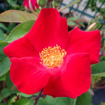 Rose 'Scharlachglut' (gallica)