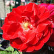 Rose 'Amadeus': Bild 6/11