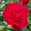 Rose 'Dolce': Bild 1/3