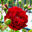 Rose 'Crimson Siluetta': Bild 6/7