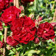 Rose 'Crimson Siluetta': Bild 1/7