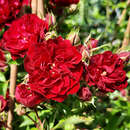 Rose 'Crimson Siluetta' - Moderne Strauch- und Kletterrose