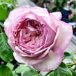 Rose 'The Mill on the Floss': Bild 3/3